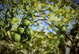 Avocados