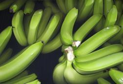Ecuador Bio-Bananen