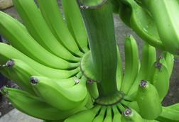 In Ecuador sind kleinere Bananenfarmen am stärksten durch El Niño bedroht.