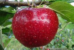 Bio Valvenosta apple variety Natyra-vip