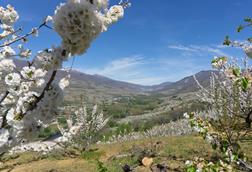 The annual Cherry Blossom Festival celebrates the start of the Picota cherry campaign
