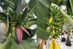 Chiquita Yelloway Cavendish bananas