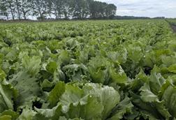 G's lettuce field