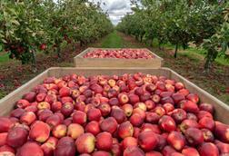 AdobeStock New Zealand apple orchard generic production _763980366