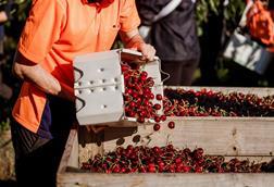 TasmanianCherries