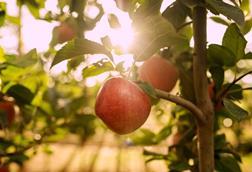 Tutti apples on tree