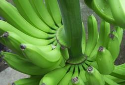 Bio-Bananen aus Ecuador