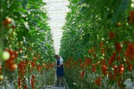 Tomato greenhouse