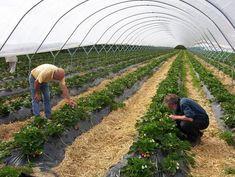 Summerfruit Company's successful year