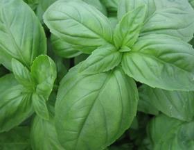 Basil CN Seeds 5023