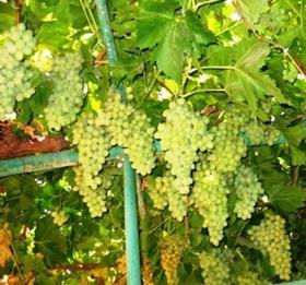 Namibian grapes