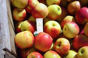 Hazel Tech Honeycrisp apples