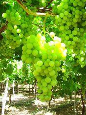 Grape players think ahead to improve presentation
