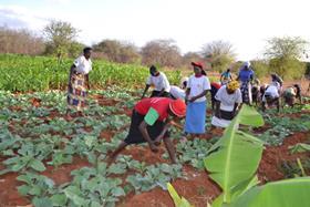 Kenya Fruits Ltd farm