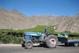 chilean grapes