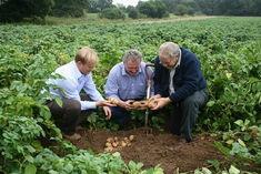 Pictured from left to right are Asda buyer Drew Kirk, Mark Taylor from Agrimarc, grower Tony Spencer, in a field of Up to Date