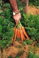 High demand for British veg signals successful summer