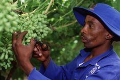 Thandi grapes got the backing of Nelson Mandela and the British government at an event in London last week