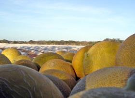 Agricola Famosa melons