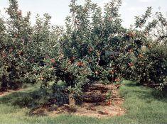 Better marketing and management is needed for the UK top-fruit industry to maintain current numbers