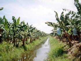 Panama bananas