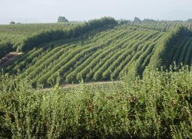 South African apple orchard