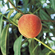 CTFA looking forward to crop revival