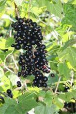 Blackcurrants balance exercise effects
