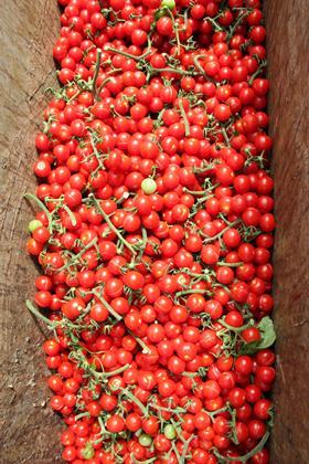 Surplus tomatoes