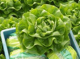 Brian butterhead lettuce nunhems