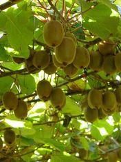 Italians foresee kiwifruit drop