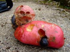 Slugs and spuds can prove a tricky combination