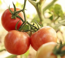 Lansor tomato Syngenta