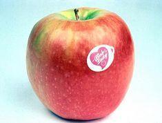Pink Lady announces awards for 2004