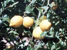Spanish in lemon debacle