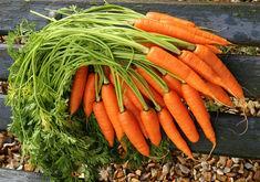 UK carrots at boiling point