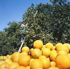 Frosts hit South American citrus