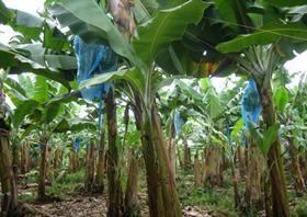 costa rican bananas