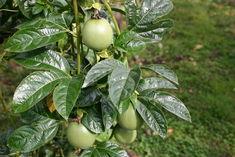 Kenyan passionfruit competes with yellow varieties from Colombia