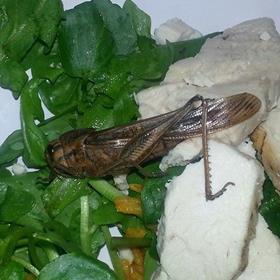 Locust in salad