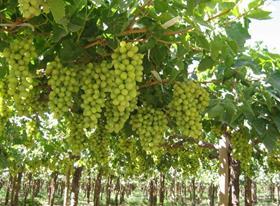 Chilean grapes