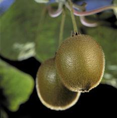 Chilean kiwis are on the up