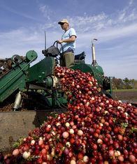 Cranberry growers vote yes