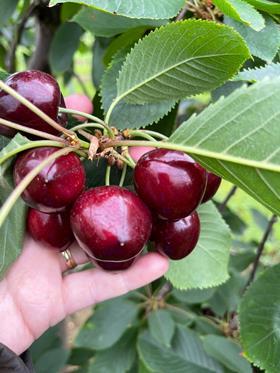 cherries July 21 8