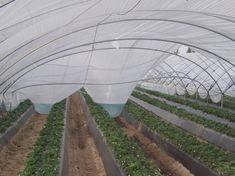 Some of the plastic tunnels used to protect crops have been lost in high winds