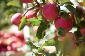 Pink Lady apples on tree