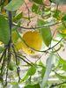 Spanish lemon volumes rise