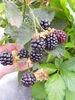 Reuben blackberry reaps industry recognition