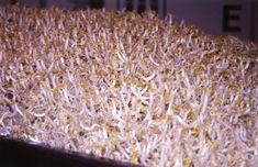 Beansprouts link in salmonella scare