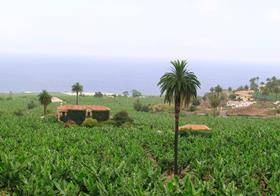 Canary Islands banana landscape